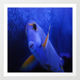 Blue Tang Art Print | Animal, Nature, Digital, Photo 
