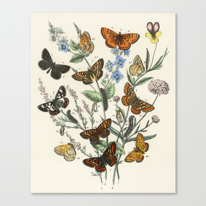 Vintage Butterfly and Moths Illustration by William Forsell Kirby 1883 Canvas Print
