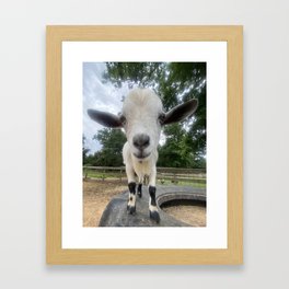 Goat Framed Art Print