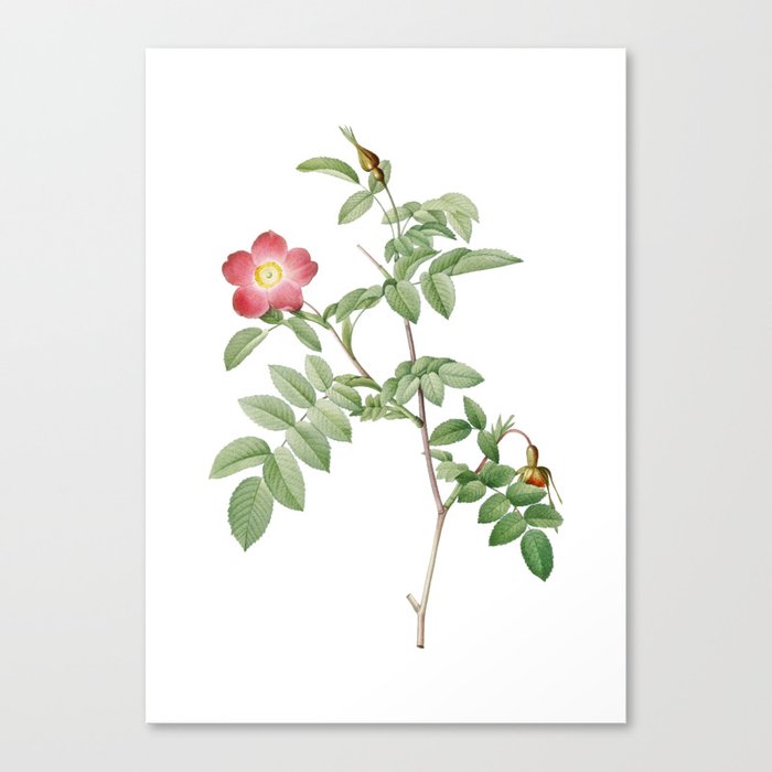 Vintage Pink Alpine Rose Botanical Illustration on Pure White Canvas Print