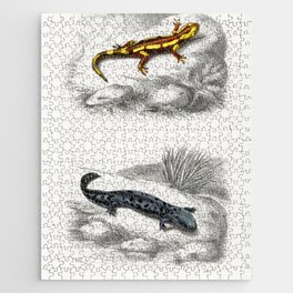 Fire Salamander & Hellbender Salamander Jigsaw Puzzle