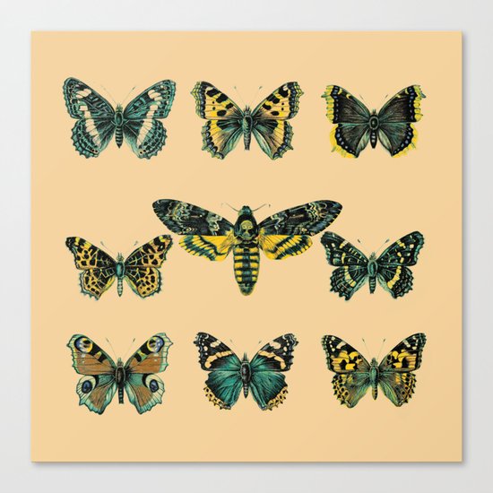 Butterflies and Moth of Europe Canvas Print
