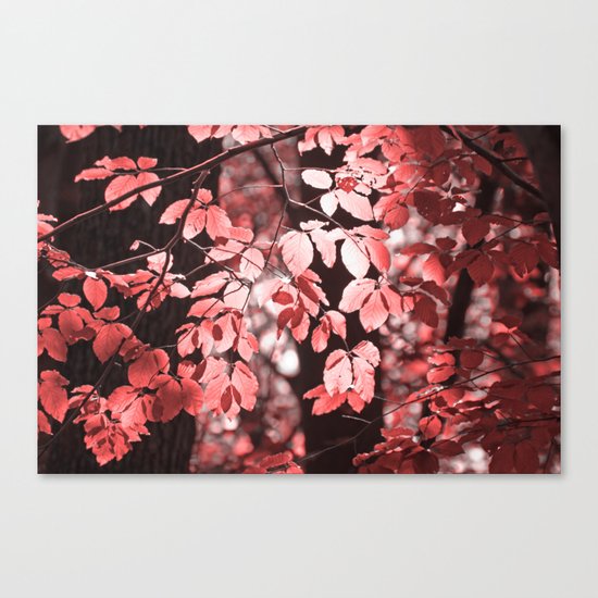 Red leaves Canvas Print