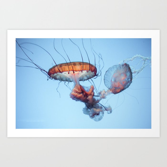 Jellyfish Floating Photography | Sea Life | Ocean | Wild Species | Rainbow Colorful Happy Art Print