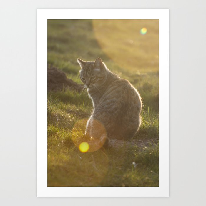 Tabby cat Art Print