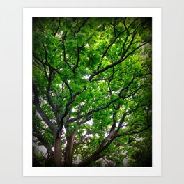 Branch out Art Print | Tree, Wood, Oak, Trees, Nature, Twisted, Digital, Color, Photo, Landscape 