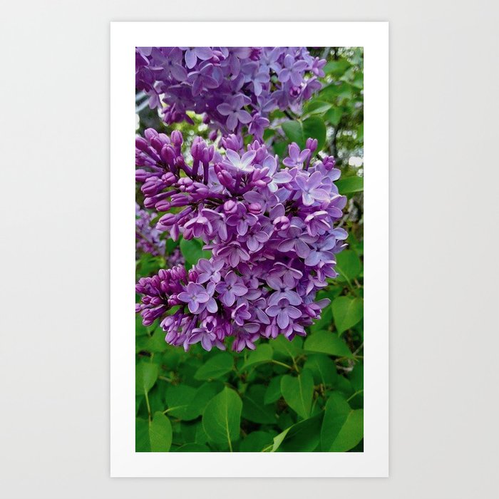 Lilac Blooms Art Print