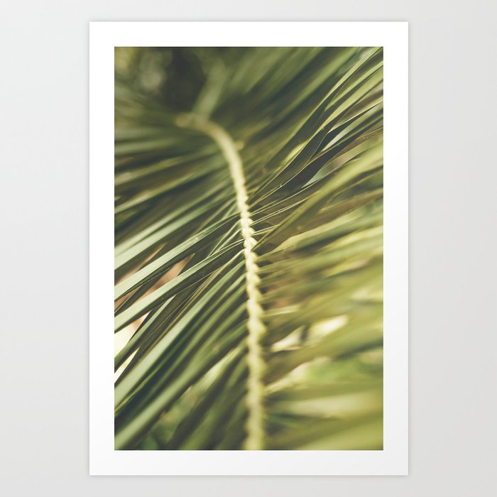Seville XXVII [ Andalusia, Spain ] Perfect Palm Tree Leaf⎪Colorful travel photography Poster Art Print