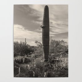 Saguaro Stands bw Poster