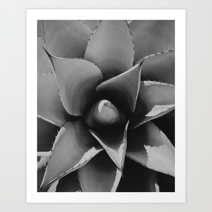 Beautiful Agave plant in Big Bend National Park Art Print