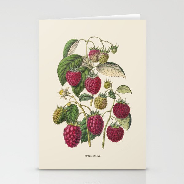 Purple Raspberry Antique Botanical Illustration Stationery Cards