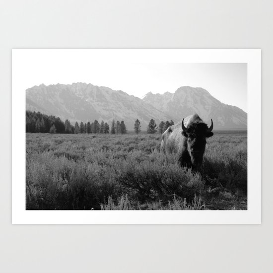 Lone Buffalo Art Print