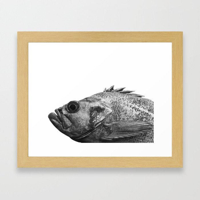B&W Portrait of a Canary Rockfish Framed Art Print