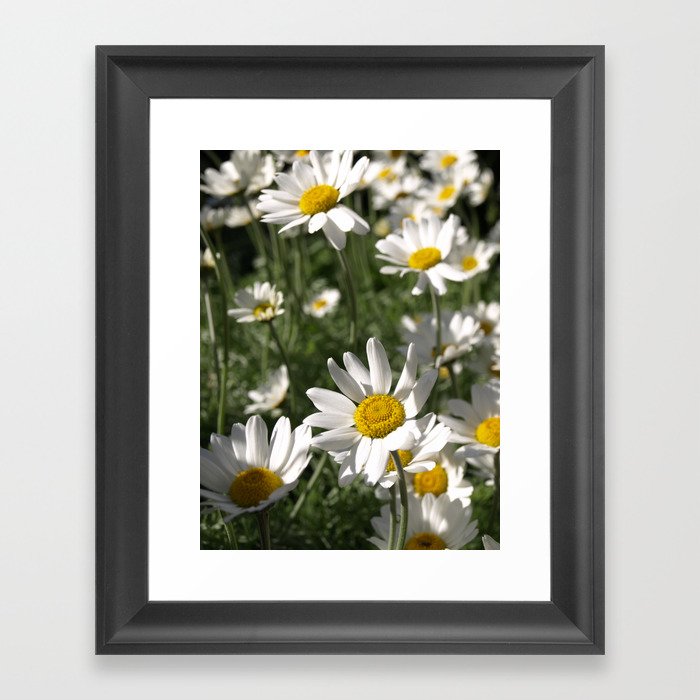 Sun Wor White Daisy Flowers Framed Art Print By Sun Wor White Daisy Flowers Framed Art Print By Richardbrookes Society6