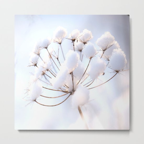 Snow covered dryflower Metal Print