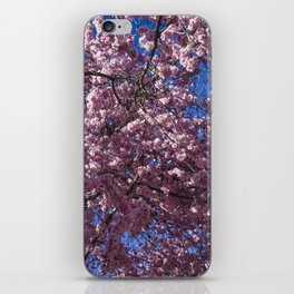 Cherry blossoms iPhone Skin