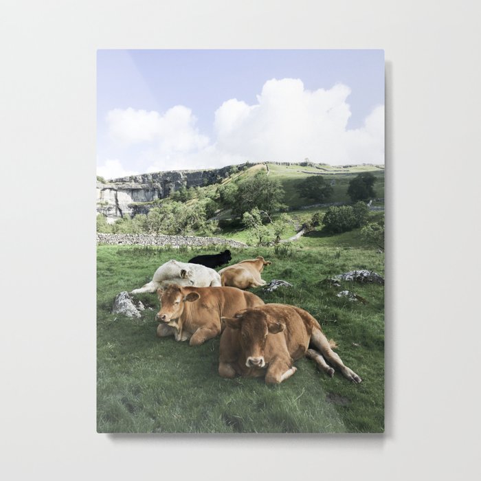The cows Metal Print