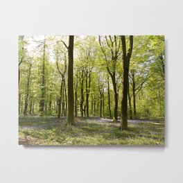 Deep in Micheldever Wood 2 Metal Print | Photo, Rural, Bluebells, Seasons, Hampshire, Countryside, Digital, Landscape, Beechwoodland, Beautiful 