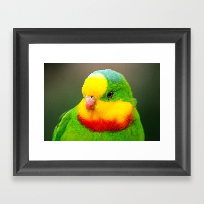 Superb Parrot Framed Art Print