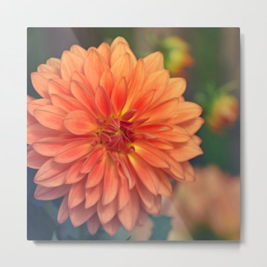 Golden orange dahlia Metal Print