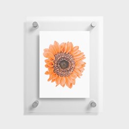 Orange sunflower Floating Acrylic Print