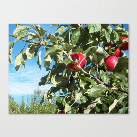Apples to Apples Canvas Print