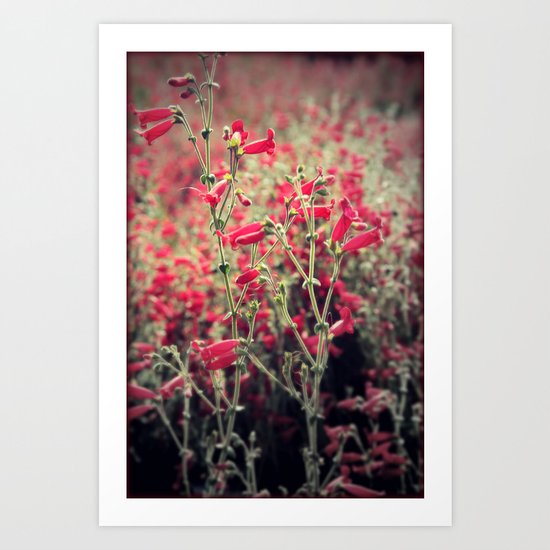 Austin Reds Art Print