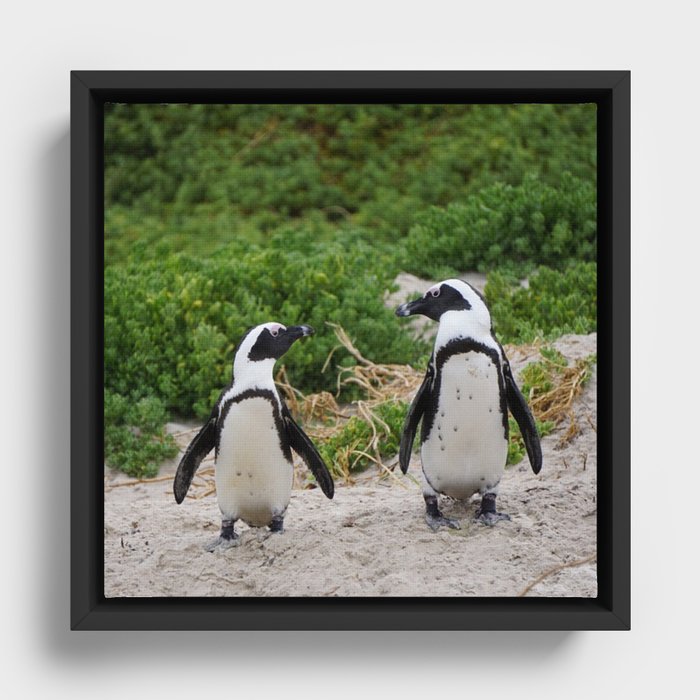 South Africa Photography - Two Small Penguins At The Beach Framed Canvas