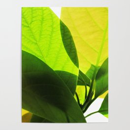 Avocado Leaves "Photography of Nature" Poster