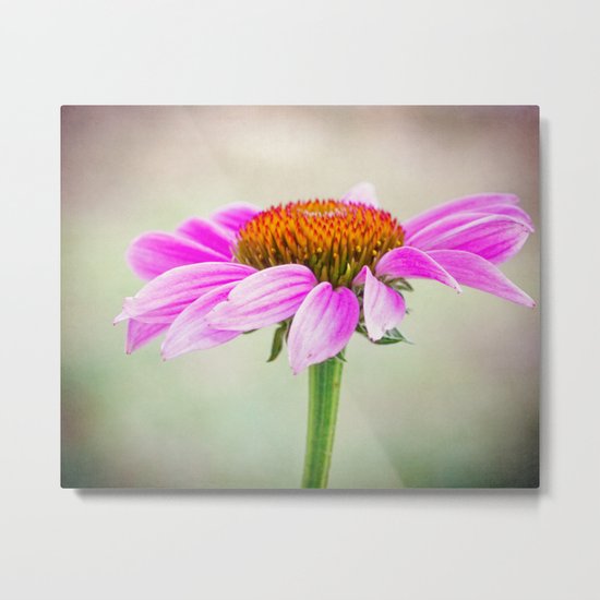 portrait of a flower Metal Print