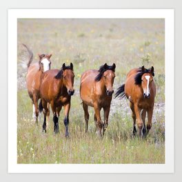 Wild Horses Roaming in Meadow Art Print