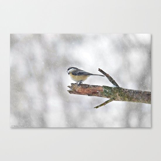 Chickadee Versus Winter Storm Stella Canvas Print