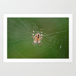 Spider On Web Art Print | Animal, Photo, Nature 