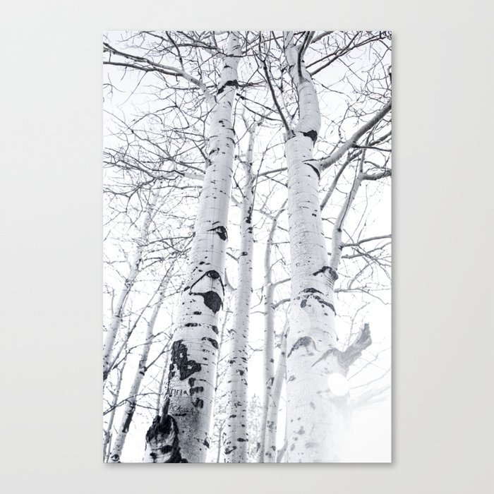 White Trees 3 Canvas Print