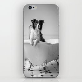 Border collie dog in a bear foot vintage bathtub black and white photograph - photography - photographs iPhone Skin