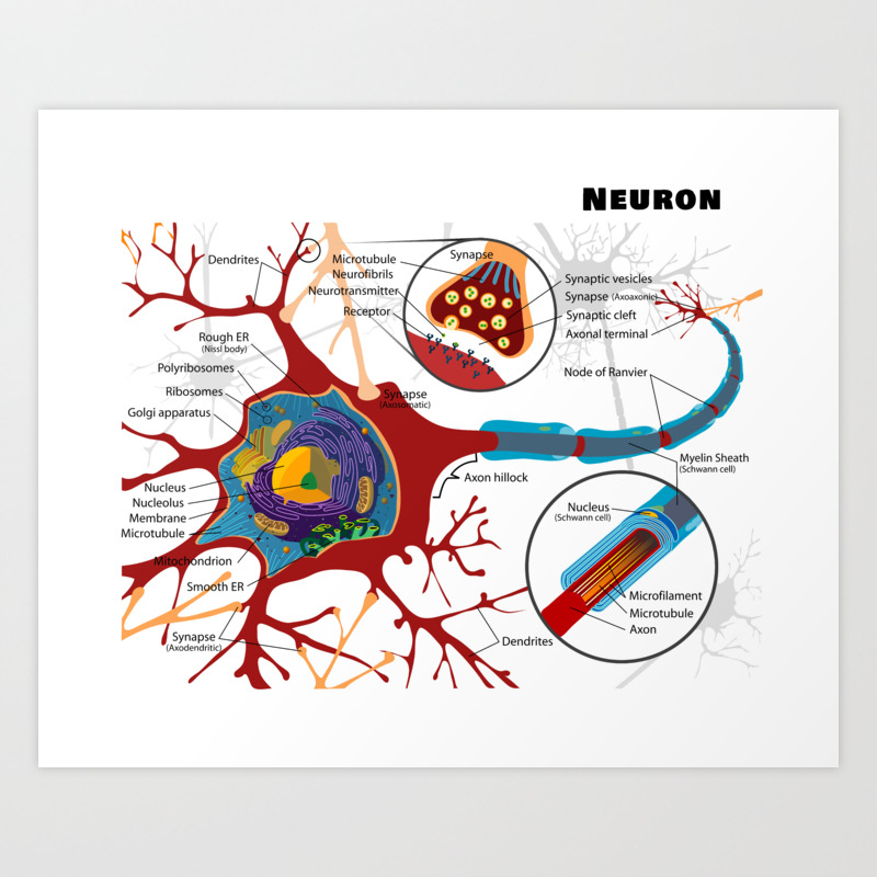Diagram of a Typical Myelinated Vertebrate Motor Neuron Art Print