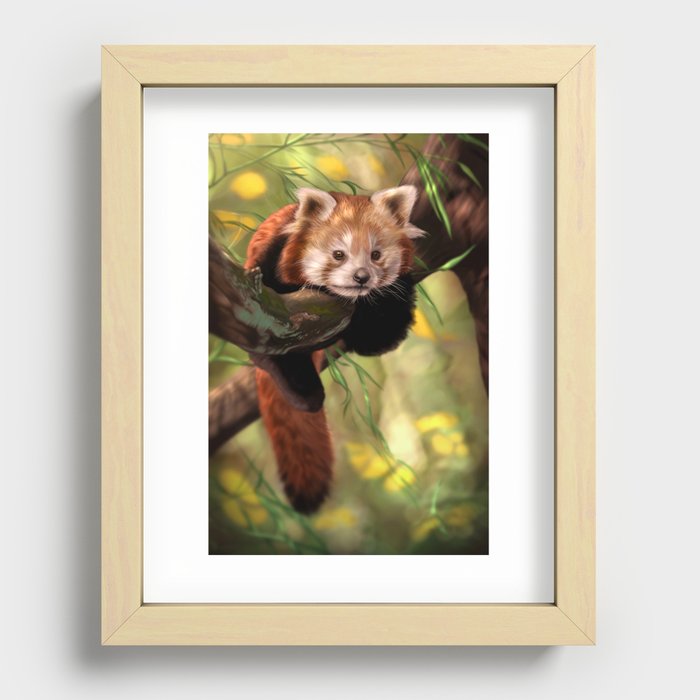 Red Panda Recessed Framed Print