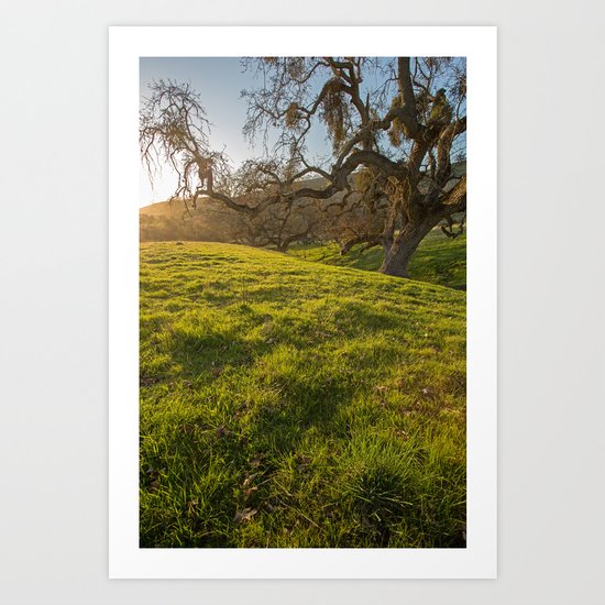 Golden Oak Art Print