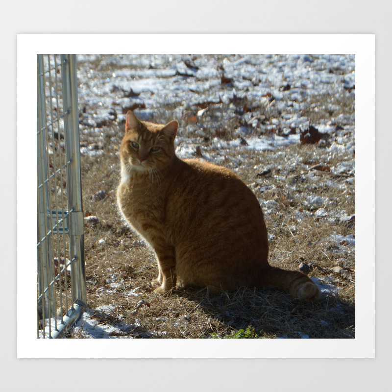 Orange Tabby Farm Cat Art Print By Tallcottoncreations Society6