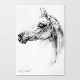 ARABIAN HORSE head Black and white pencil drawing Gray Arab Canvas Print