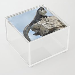 Mexico Photography - Majestic Iguana Standing On Rocks Acrylic Box