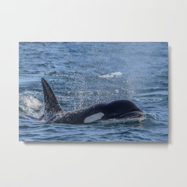 Killer Whale Metal Print