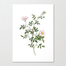 Vintage Pink Hedge Rose in Bloom Botanical Illustration on Pure White Canvas Print