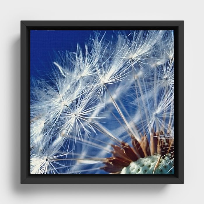 Dandelion Seeds Framed Canvas