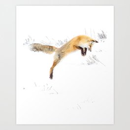 Red Fox Jumping in the Snow Yellowstone National Park Wild Animals Hunting in Winter Soft White Art Print