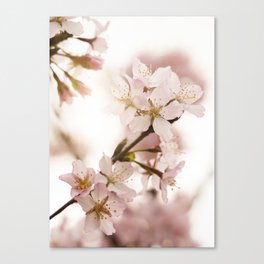Pink Spring Blossom In The Netherlands Photo | Flowers In Soft Pastel Tones Art Print | Floral Nature Travel Photography Canvas Print
