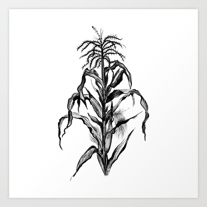 Sacred Maize Sketch - Corn Plant Drawing Art Print