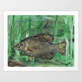Black Crappie Fish in River Water Art Print