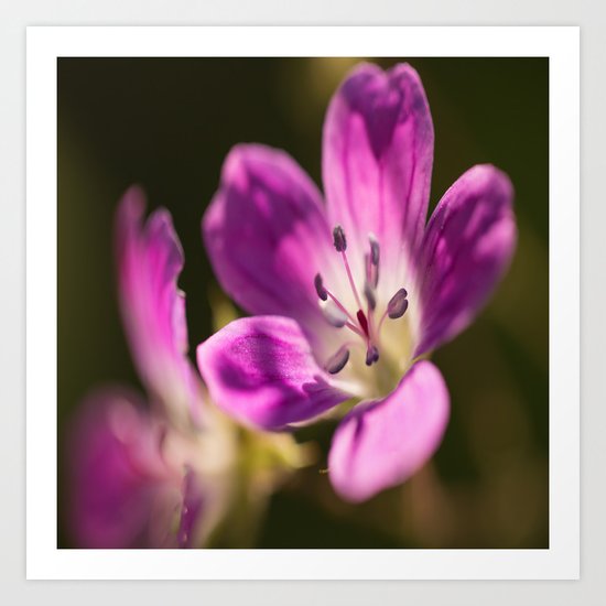 Purple glow in forest Art Print