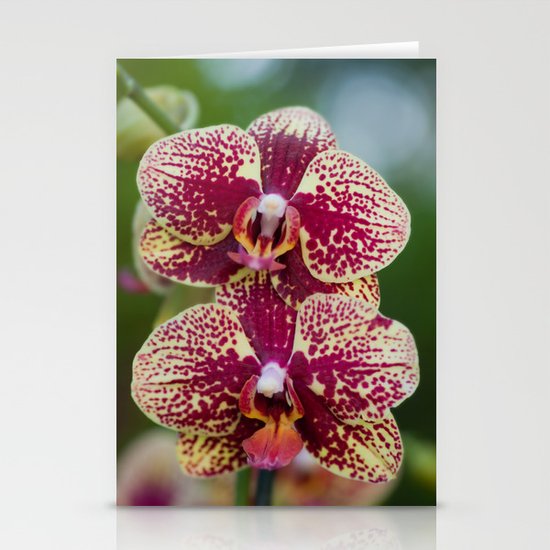 Orchid Phalaenopsis 7989 Stationery Cards